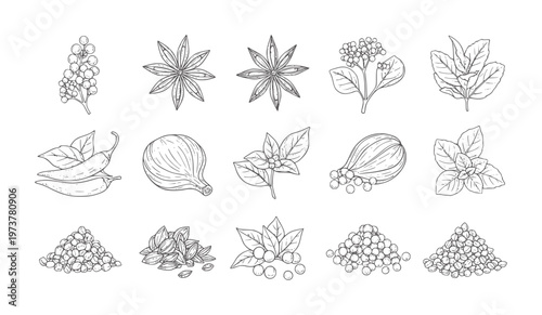 Hand drawn collection of various spices and herbs in line style star anise