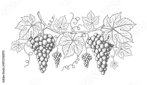 Hand drawn of ripe grape clusters and vine leaves fruit black