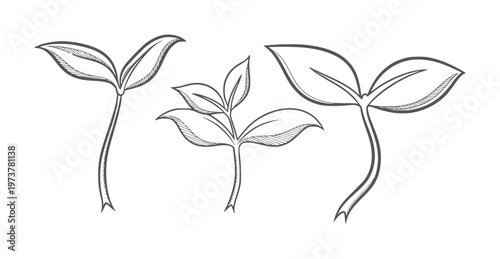 Three hand drawn seedlings with hatching detail plant sprout growth nature
