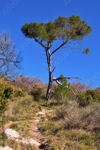 Aleppo pine (Pinus halepensis) in Pieve alta Liguria, Italy