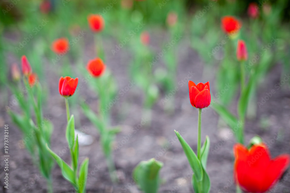 Obraz premium Red tulips blooming in a garden with green leaves and soft-focus background creating a vibrant spring atmosphere