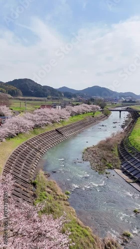 Aerial View of Cherry Blossoms Along River in Mine Yamaguchi Japan, Vertical 4K Rural Spring Landscape 01