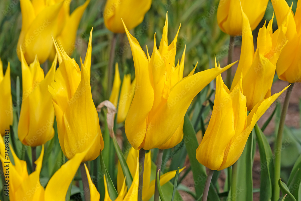 Obraz premium Yellow tulipa, lily flowered tulip ‘la perla’ in flower.