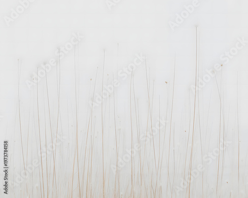 White wooden plank texture background with a light natural grain pattern on a vintage hardwood surface for wall or floor design