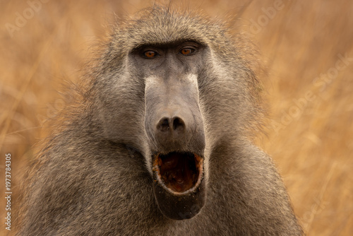 Foto Chacma Baboon Yawning with Canines Exposed, Threat Display, South Africa