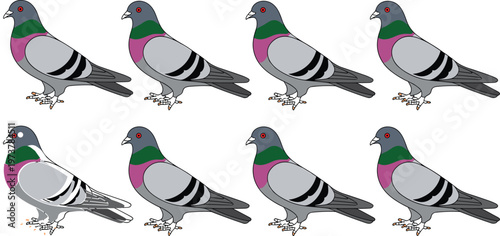 Collection of rock pigeon vector illustrations featuring urban birds with grey feathers and purple green iridescent neck markings isolated on white.