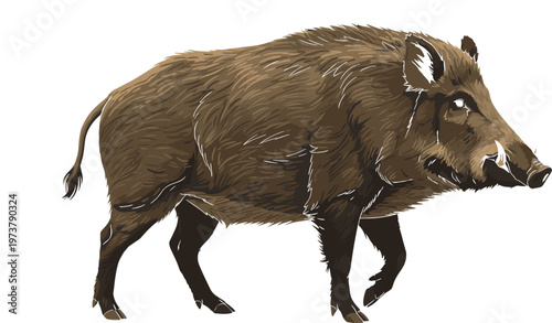 Wild boar side profile walking with tusks, coarse fur texture, realistic animal wildlife illustration design concept