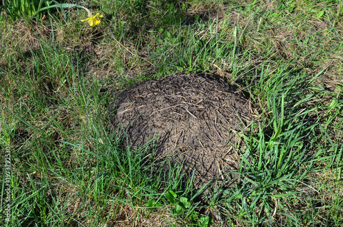 anthill in the green grass in the forest.