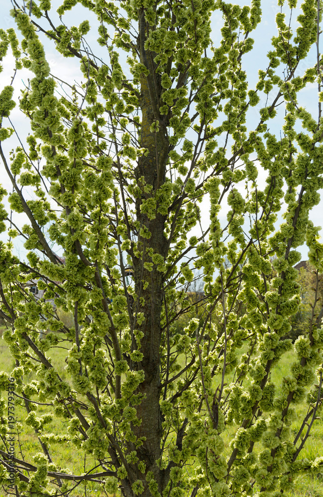 Fototapeta premium lmus carpinifolia 'Columella' - Orme à feuilles de charme à couronne colonnaire à fructification sous forme de grappes de samares arrondies et aplaties vert pâle avant l'apparition du feuillage