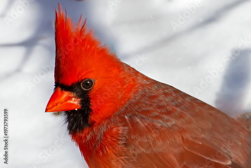 northern cardinal