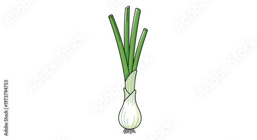 Fresh green onion or scallion with white bulb and green stalks in a realistic vector illustration isolated on a white background for food.