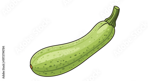 Whole green zucchini or marrow squash in a realistic vector illustration style isolated on a white background for healthy vegetable themes.