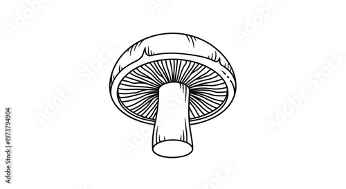 Single edible mushroom shown from a low angle in a clean black line art style for nature and cooking book illustrations.