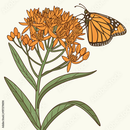 Tableau sur toile A monarch butterfly on a milkweed plant