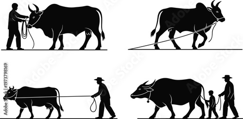 Silhouette illustration of humans guiding oxen with ropes, symbolizing farming, livestock control, cooperation, agriculture tradition, and rural lifestyle representation