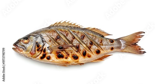 Freshly caught spotted fish with vibrant orange and black markings on white background