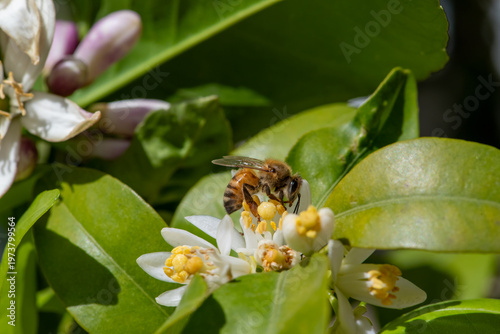 A tangerine tree in bloom and honey bees. Honey bees collected pollen from every flower.