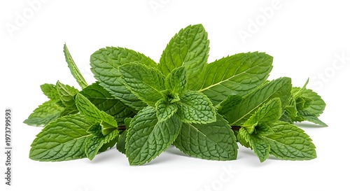 fresh mint leaves