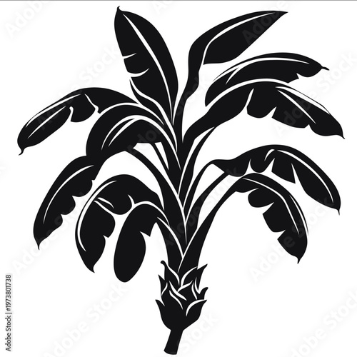 black silhouette plantain on a white backgrounk vector