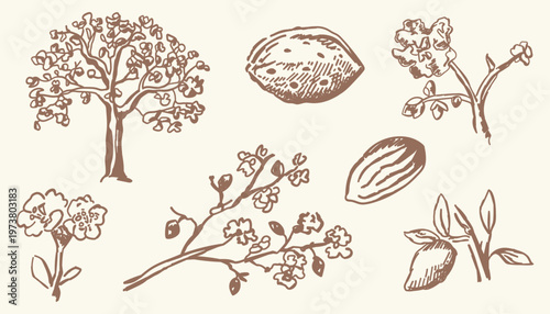Almond hand drawn sketch collection