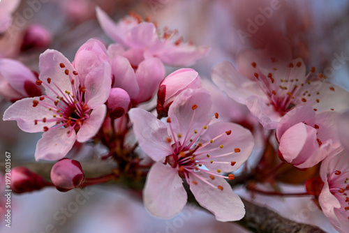 Photography A Prunus species, likely a flowering cherry or cherry plum tree
