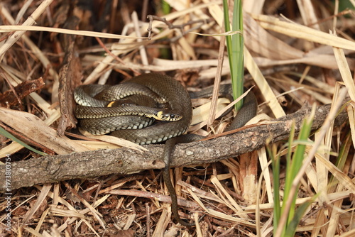 Fotografie A ball of two grass snakes on the river bank