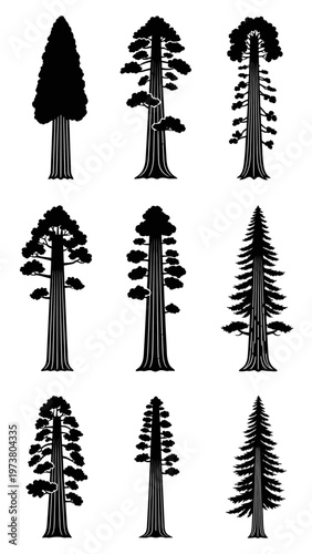 Set of Sequoia Tree Silhouettes, Giant Redwoods, Different Shapes
