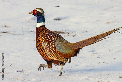 rooster pheasant