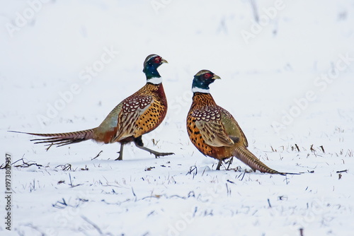 rooster pheasants