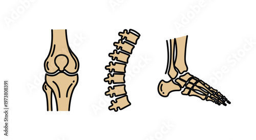 Vector Illustration Of Human Knee, Spine, And Foot Bones For Medical And Healthcare Concepts Medical Health Icons Isolated On Transparent Background