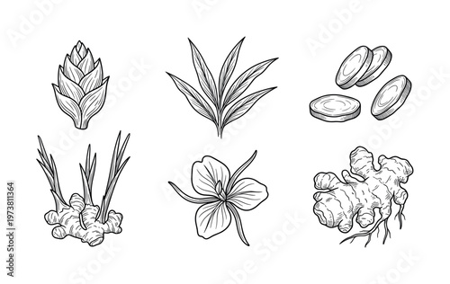 Hand drawn ginger set with root, flower, and leaves. Botanical vector illustration for organic food, spice labels, herbal medicine design, or healthy recipes. Line art style.