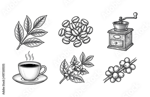 Vintage coffee vector set showing life cycle from plant to cup. Includes beans, flowers, grinder, and drink. Retro engraving style ideal for branding and packaging.