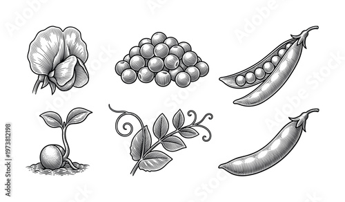 Detailed botanical pea set in a vintage engraving style. Illustrates plant growth stages from seed to flower and pod. Great for garden labels, recipes, or educational graphics.