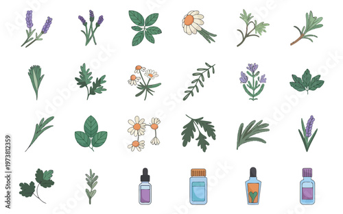 Illustrated collection of herbs and essential oil bottles for natural remedies Vector