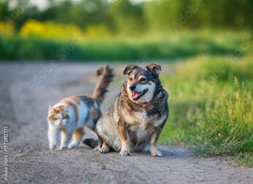 Funny furry friends, a dog and a cat, sitting next to each other on a sunny s...