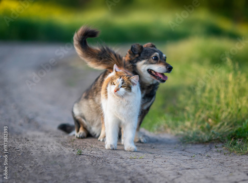 Cute domestic furry friends: a dog and a cat sitting next to each other on a ...