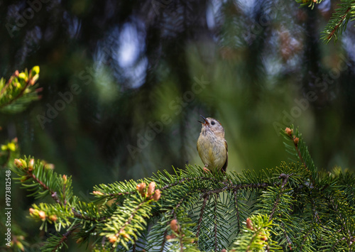 small bird goldcrest sitting on branches of coniferous spruce tree and singing