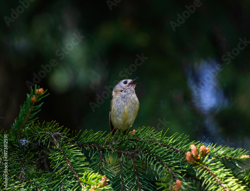 small bird goldcrest sitting on branches of coniferous spruce tree and singing