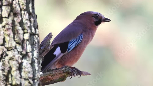 Eurasian jay (Garrulus glandarius) mimicking a bird of prey. Imitating Common buzzard call, perched on branch, perpendicular view, vocalizing bird, spring sunshine, wildlife video, sharp focus. 