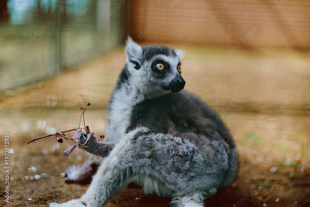 Naklejka premium Lemur ring-tailed primate animal wildlife tail sitting on ground, portrait with bright yellow eyes and grey fur, looking back in zoo enclosure with soft light and detailed texture.