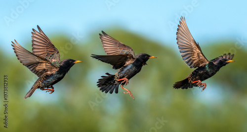 Photos Flight phases of three birds Bright black starlings fly in a spring garden with