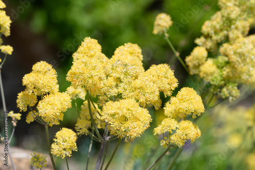 Close up of common meadow rue (thalictrum flavum) in bloom
