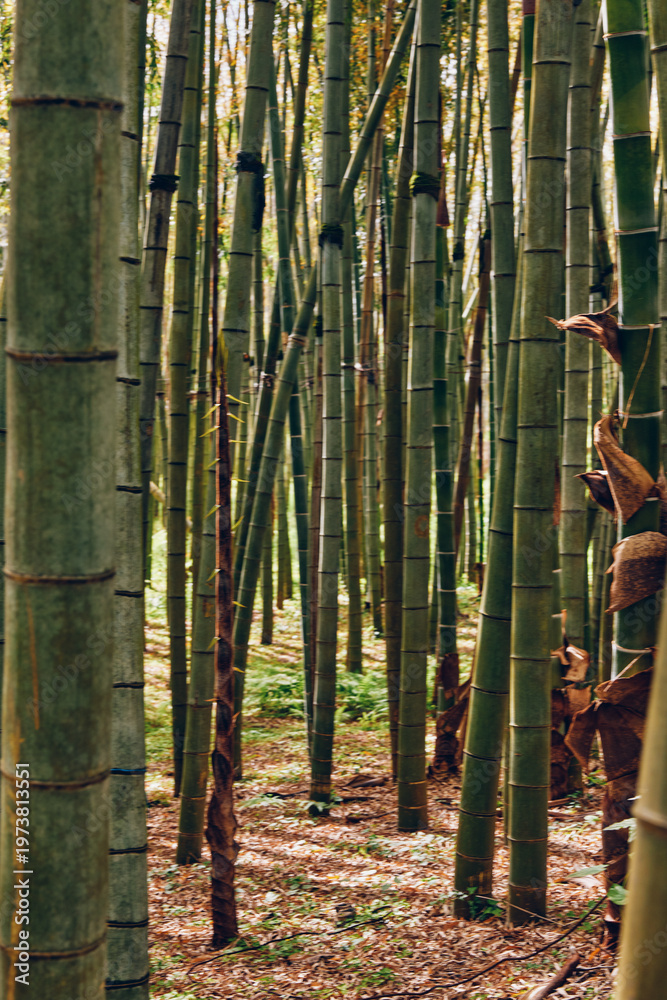 Obraz premium bamboo forest grove stalks trunks nature capture tall green bamboo stalks and trunks in a serene woodland grove, vertical pattern of shoots and leaves with dappled sunlight on the floor.