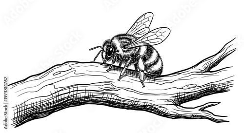 A detailed illustration of a bee on a branch.
