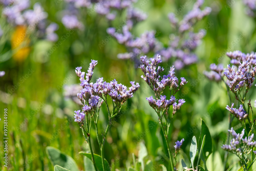 custom made wallpaper toronto digitalClose up of common sea lavender (limonium vulgare) flowers in bloom