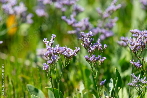 Wallpaper Mural Close up of common sea lavender (limonium vulgare) flowers in bloom Torontodigital.ca
