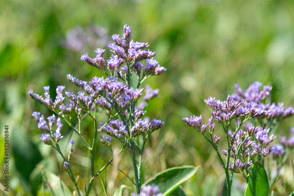 custom made wallpaper toronto digitalClose up of common sea lavender (limonium vulgare) flowers in bloom