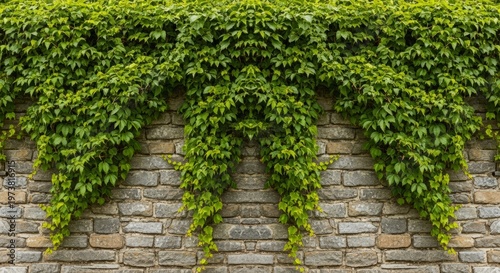Lush green ivy cascading over stone brick wall in garden