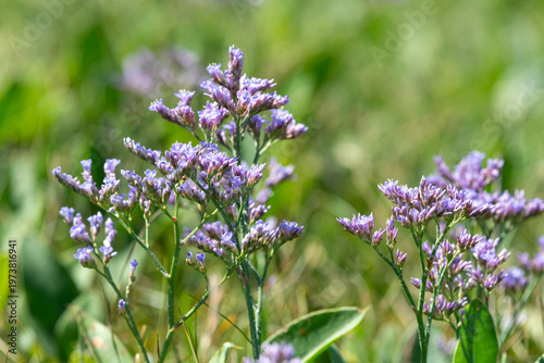 Wallpaper Mural Close up of common sea lavender (limonium vulgare) flowers in bloom Torontodigital.ca