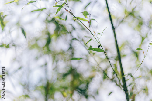 Light filtering through bamboo branches, delicate leaves and airy nature atmosphere